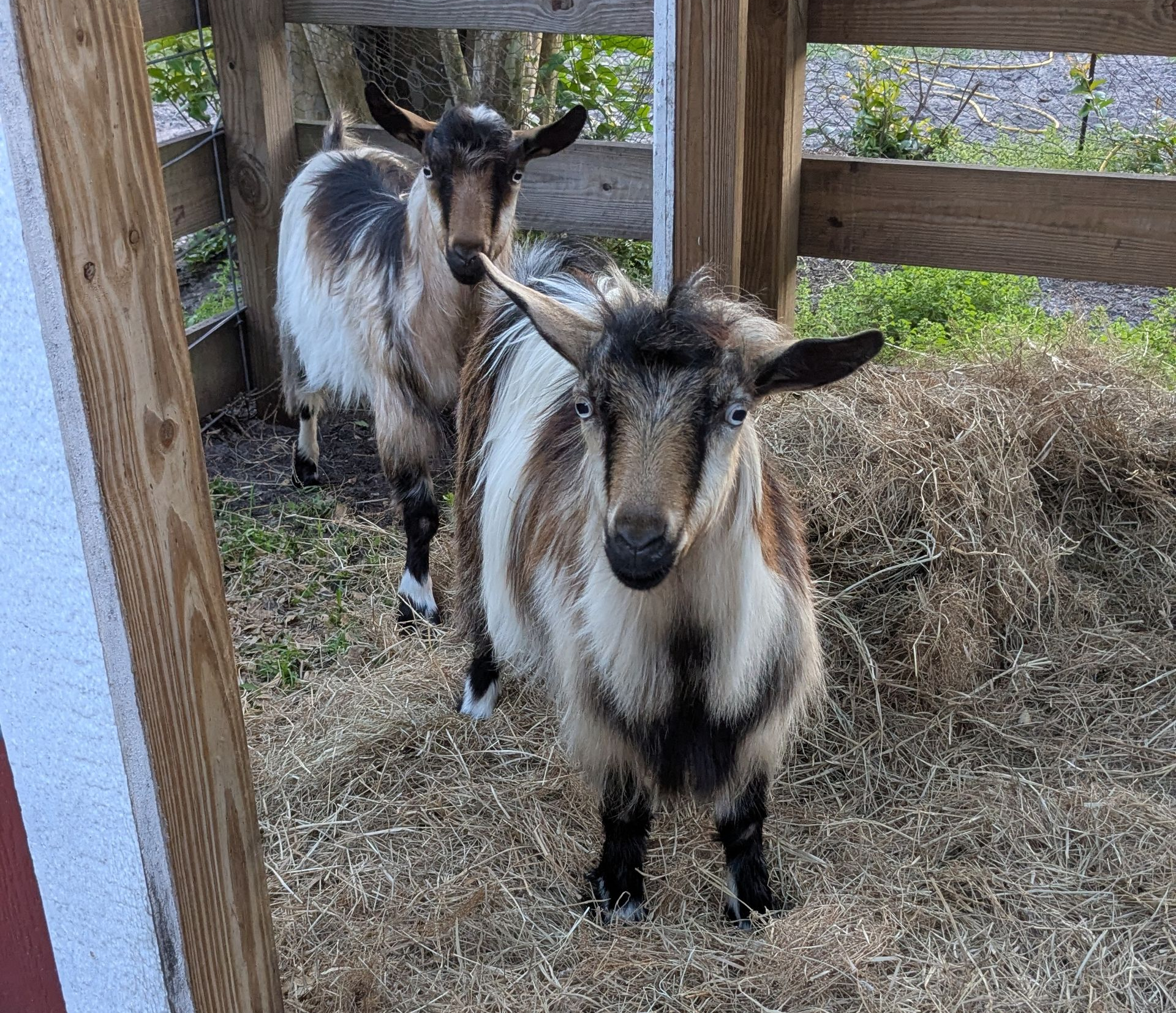 Two goats with brown and white fur standing in a wooden pen.