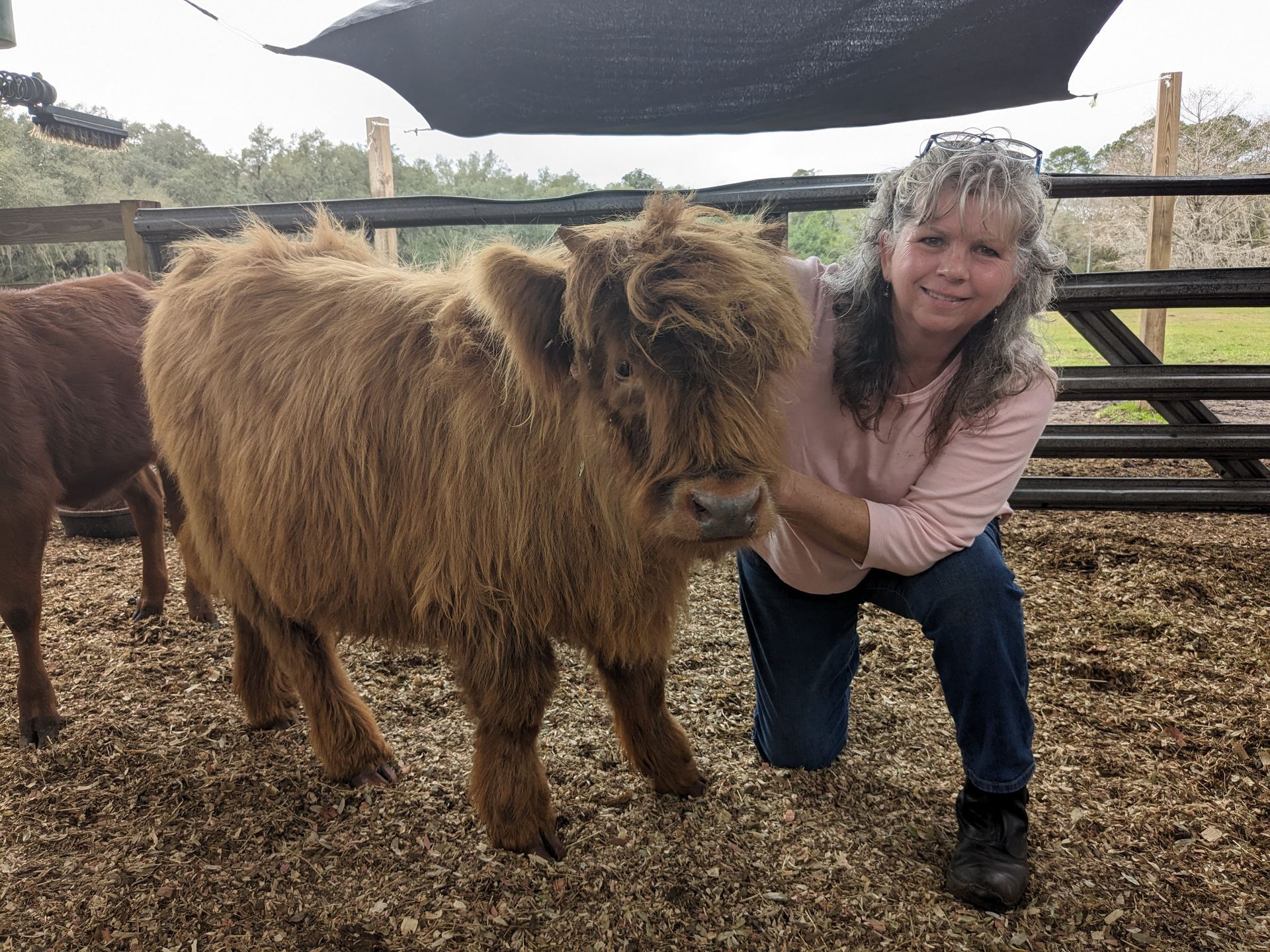Woman kneeling next to a fluffy brown Highland calf in a fenced enclosure.