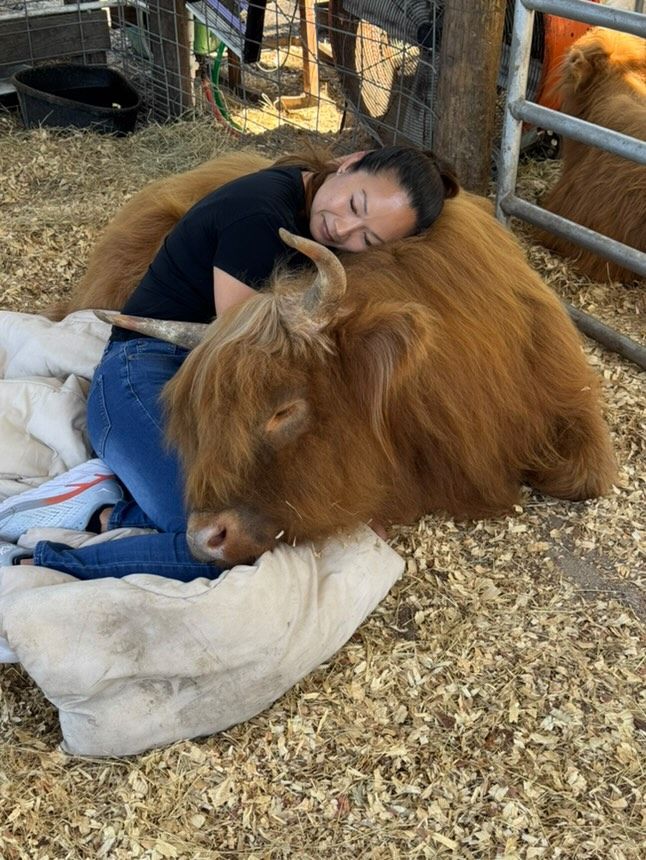 Woman cuddling a Highland cow; both resting on straw, outdoors.