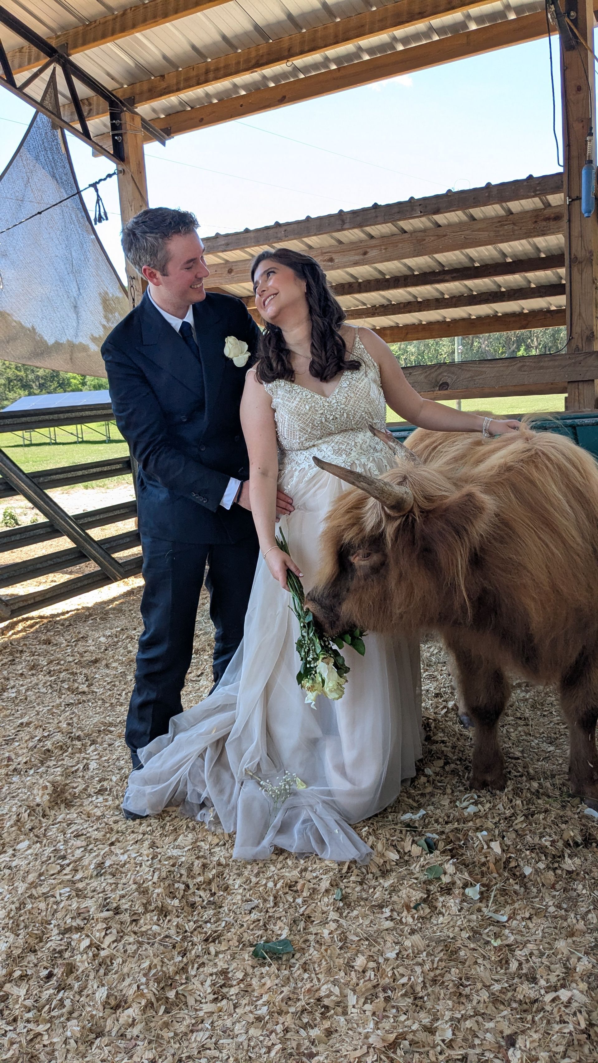 Newlyweds pose with a Highland cow at a barn. The bride wears a gown, and the groom a suit.