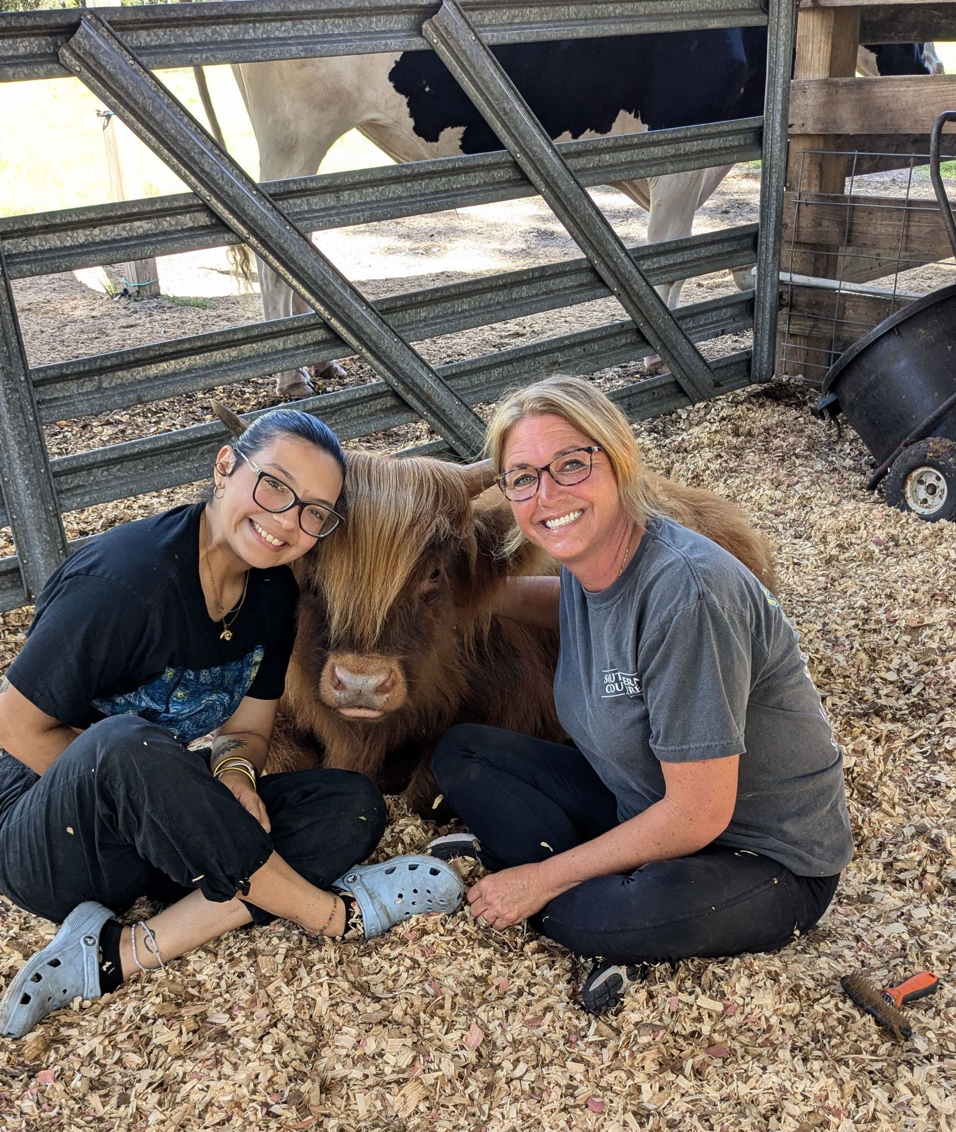 Two women smile while petting a brown Highland calf while inside a pen with a black and white cow visible behind them.