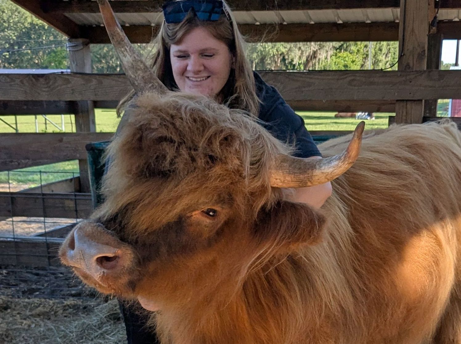 Woman embracing a fluffy Highland cow with long horns; both smile in a sunny outdoor setting.