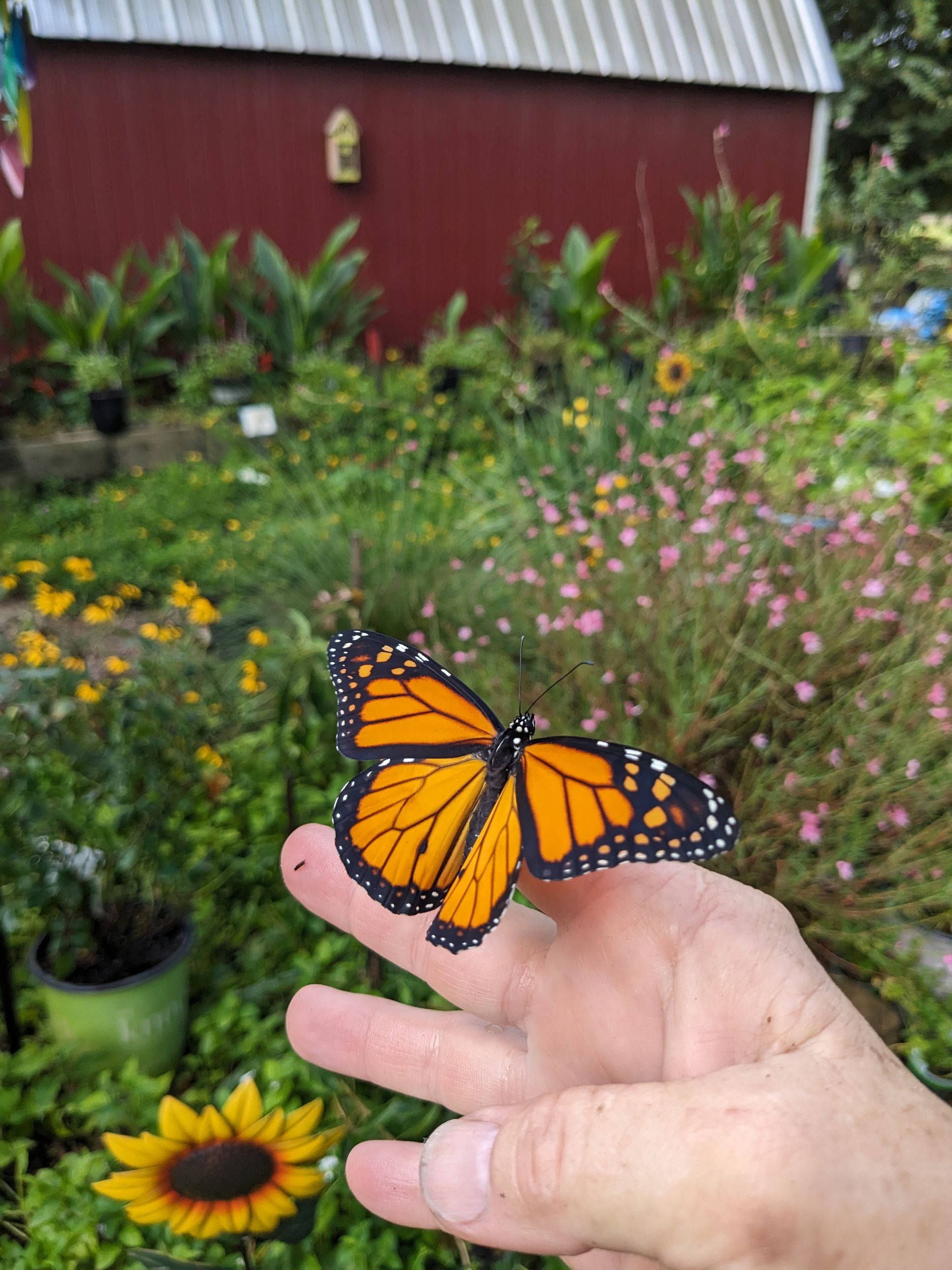 Monarch butterfly on outstretched hand in a garden with a red barn in the background.