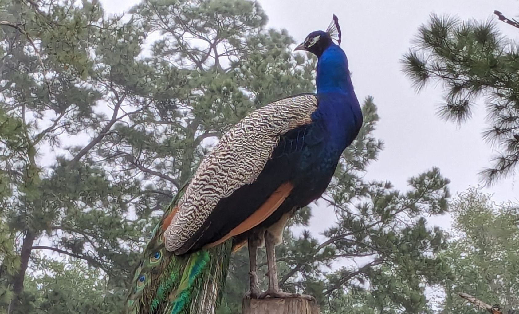 Peacock with iridescent blue and green feathers perched on a tree stump in a misty forest.