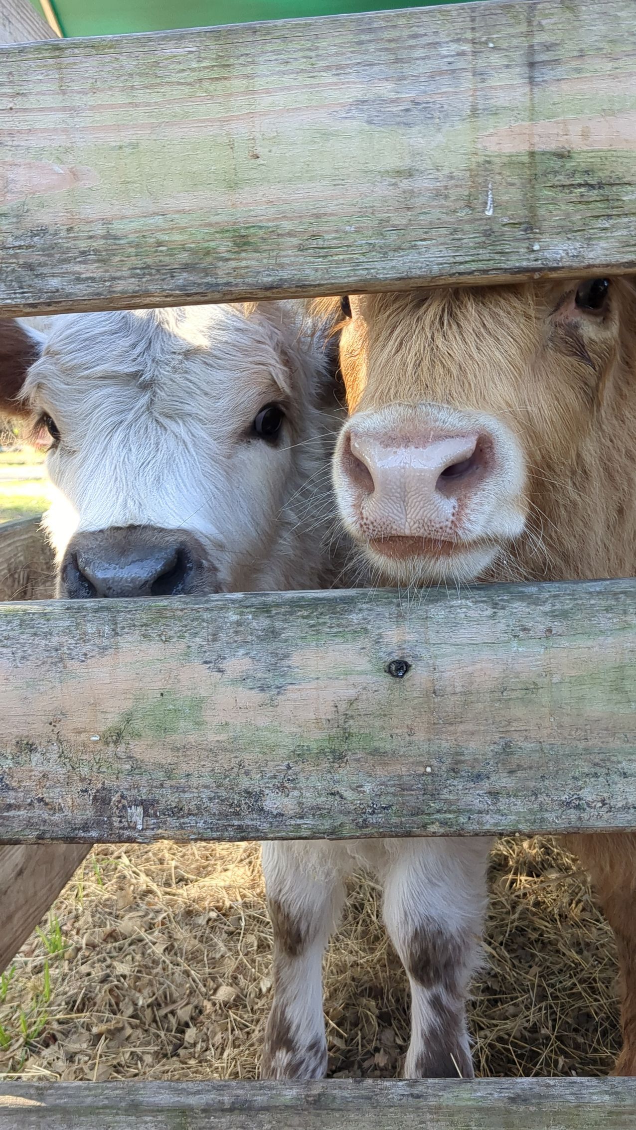 Two light-brown cows peering through a wooden fence; one has a lighter, dusty-looking face.