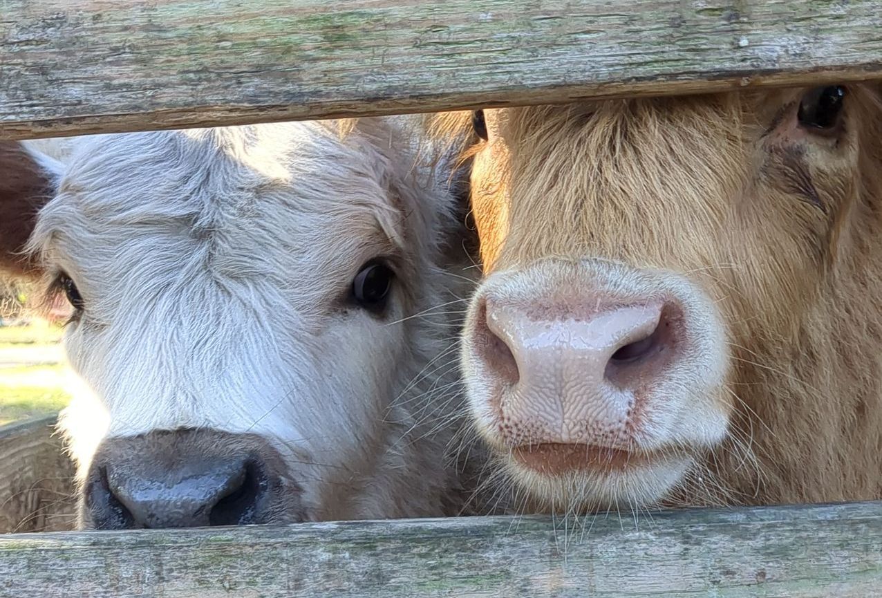 Two cows looking through a wooden fence. One is tan, the other is light gray.