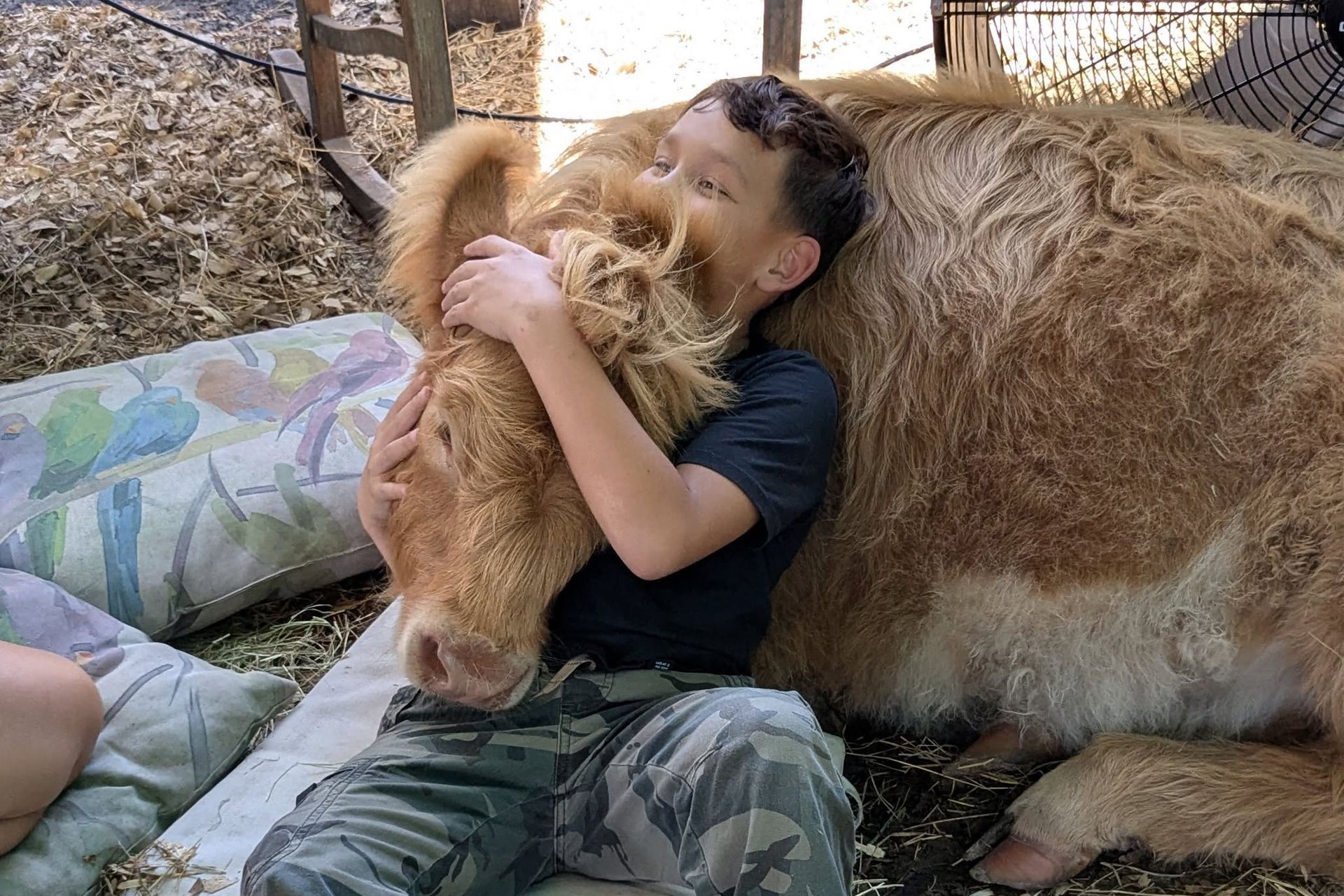 A kid cuddling a cow. A kid cuddling a cow.