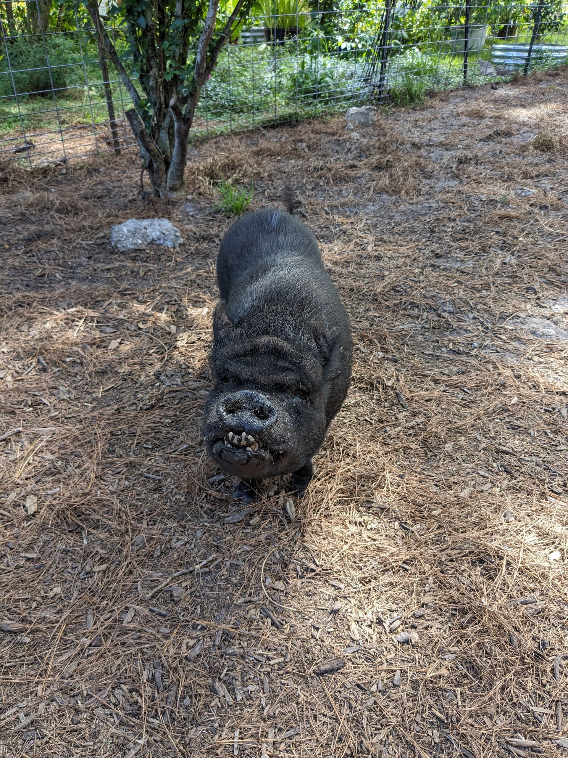 Black pig standing in a wooded area, looking towards the camera.