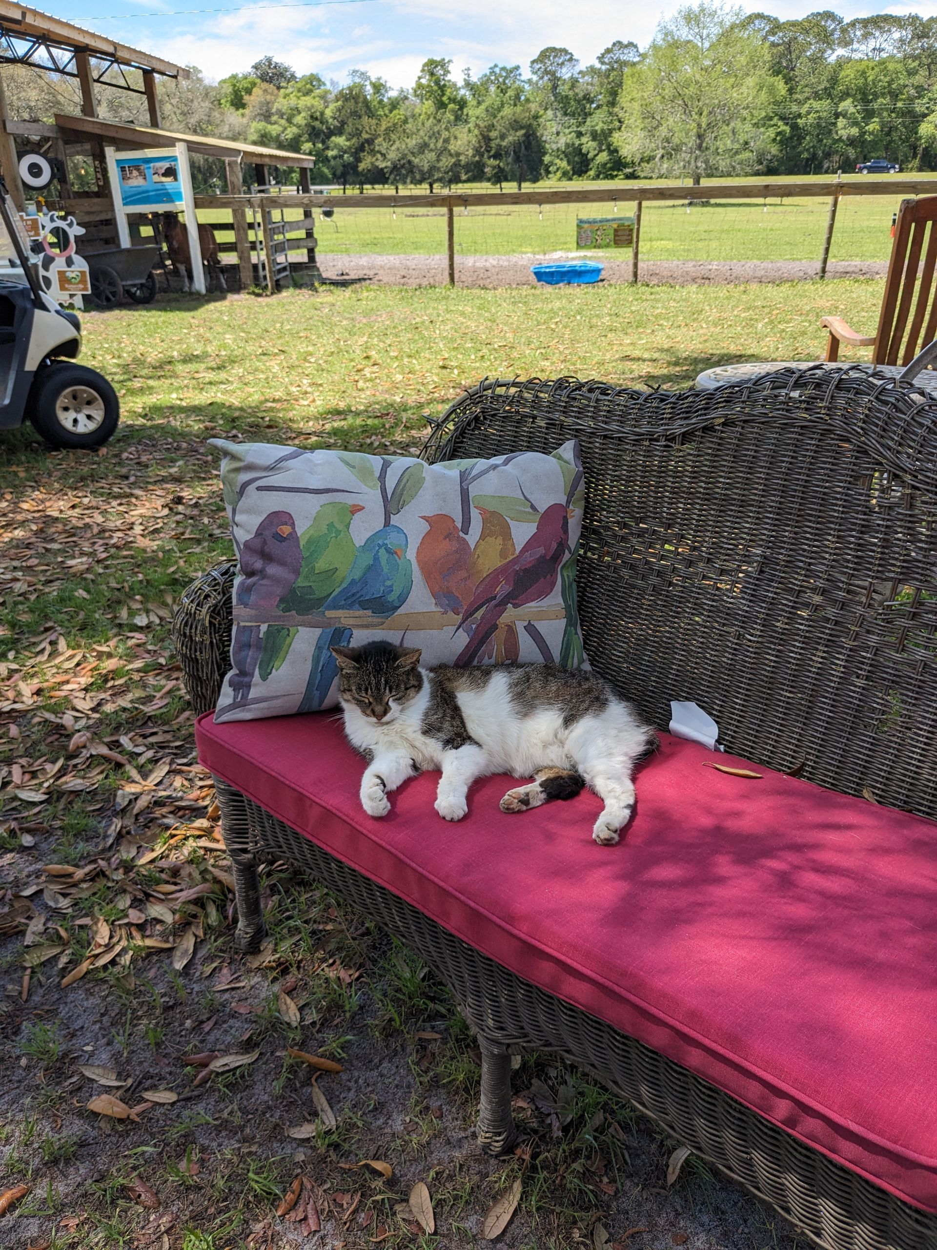 Cat rests on red cushion of wicker bench with bird pillow; yard and golf cart in background.