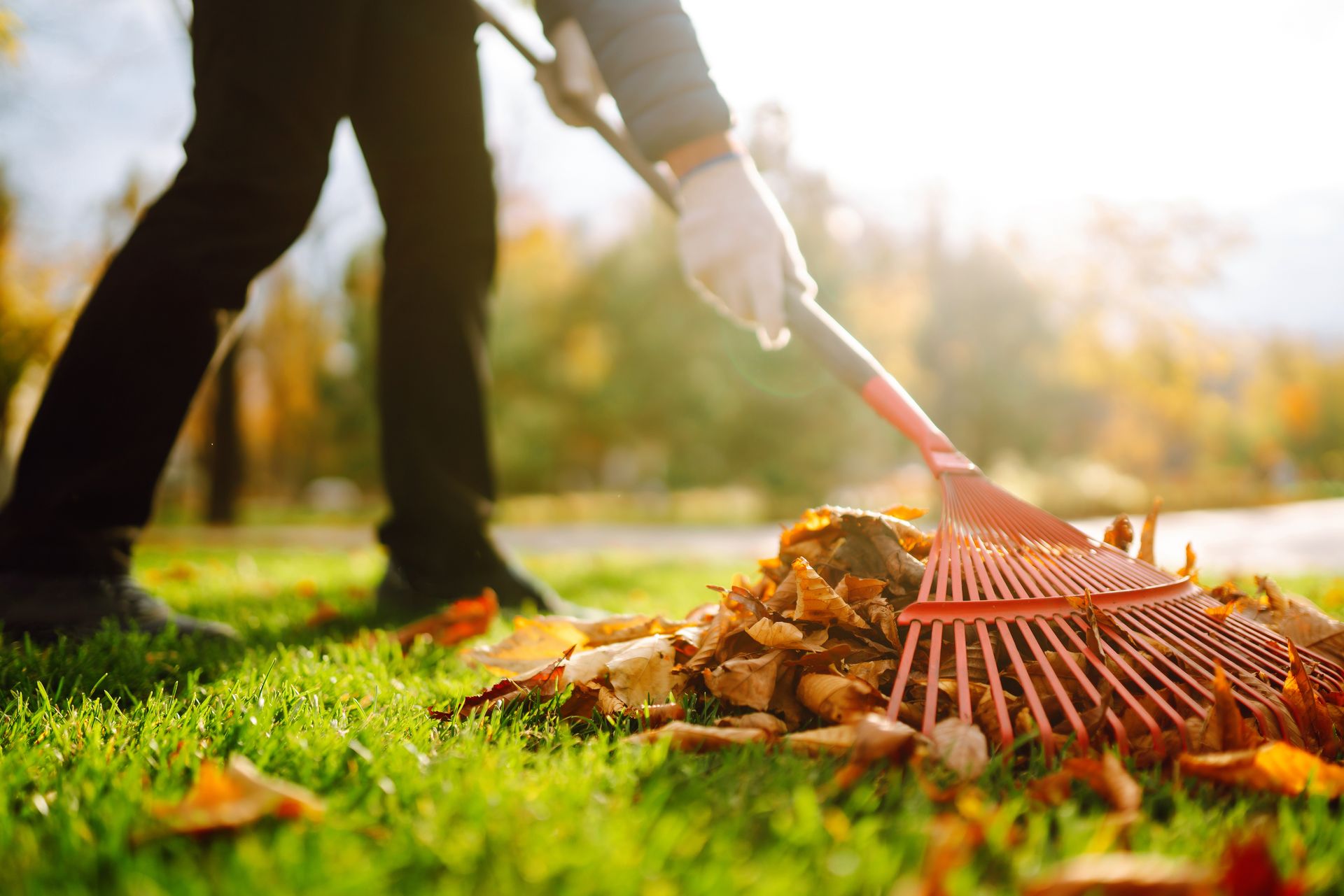 A person wearing a glove rakes fallen leaves into a pile on a sunny green lawn.