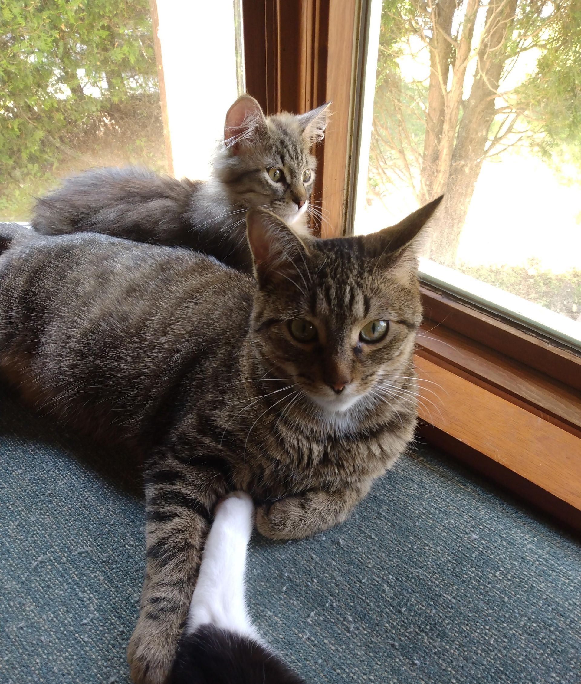 Arthur Animal Rescue | Adoptables