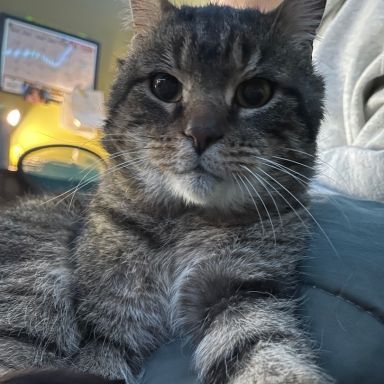 Arthur Animal Rescue | Adoptables