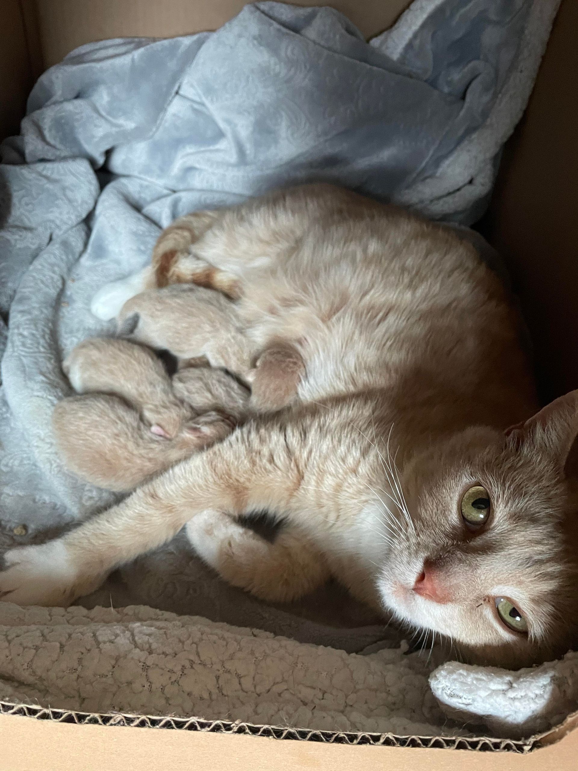 Arthur Animal Rescue | Adoptables