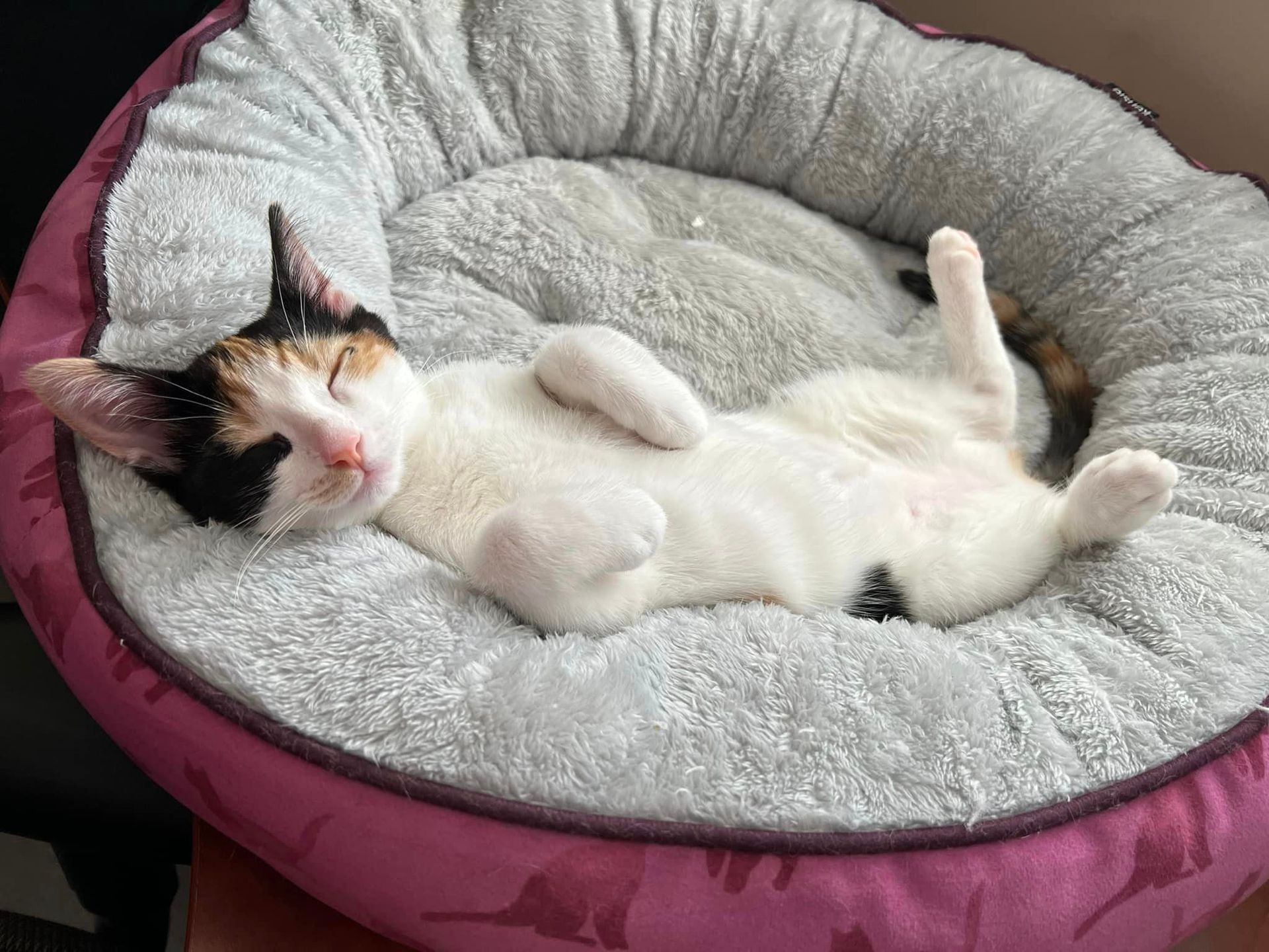 Arthur Animal Rescue | Adoptables
