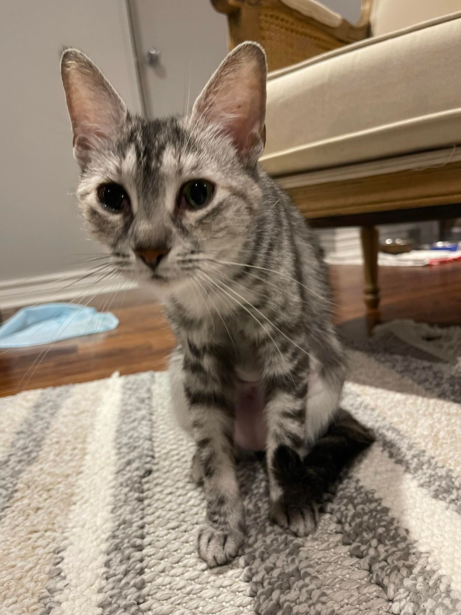 Arthur Animal Rescue | Adoptables