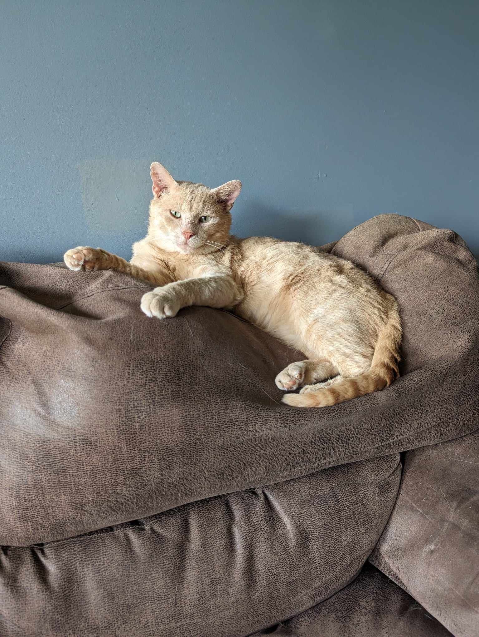 Arthur Animal Rescue | Adoptables