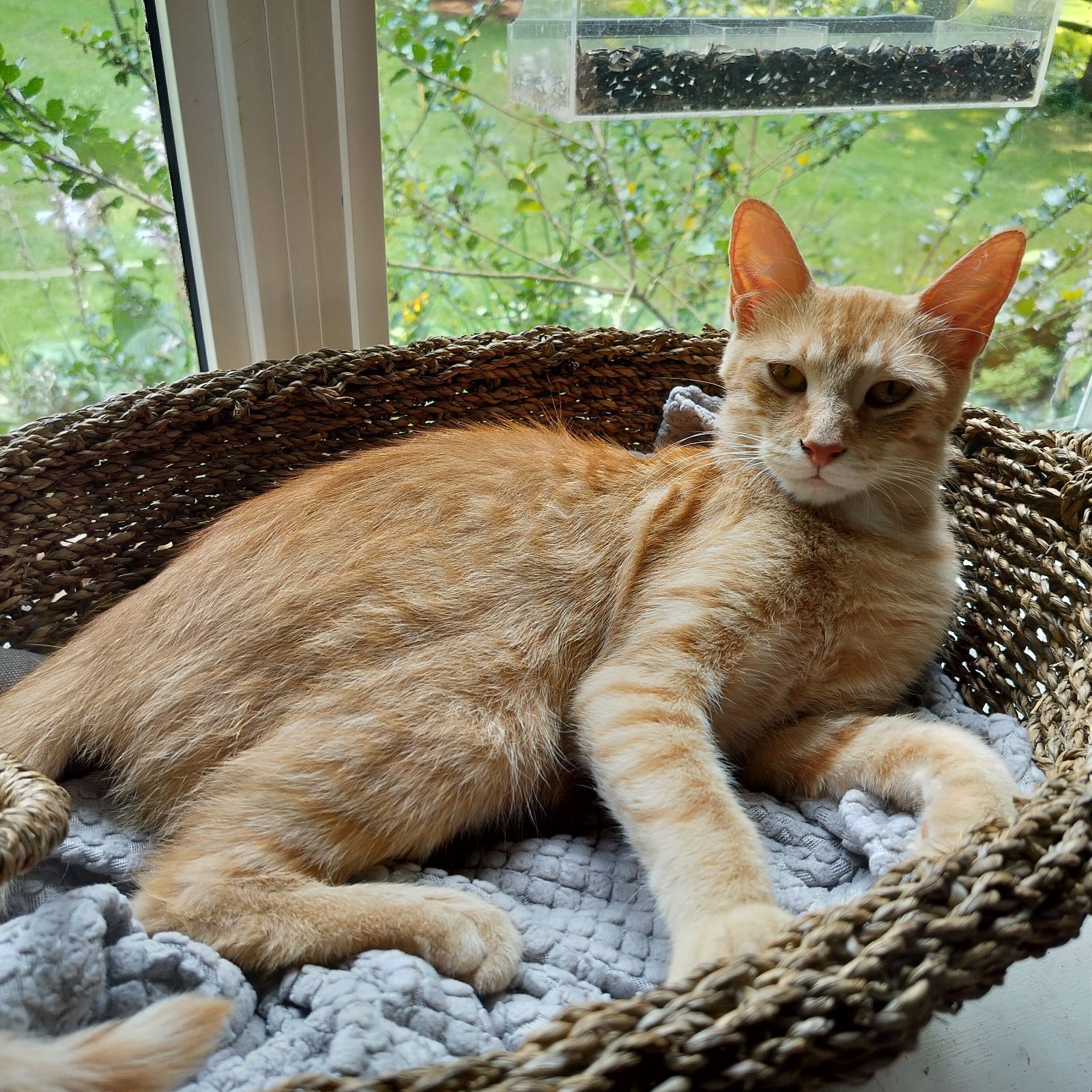Arthur Animal Rescue | Adoptables