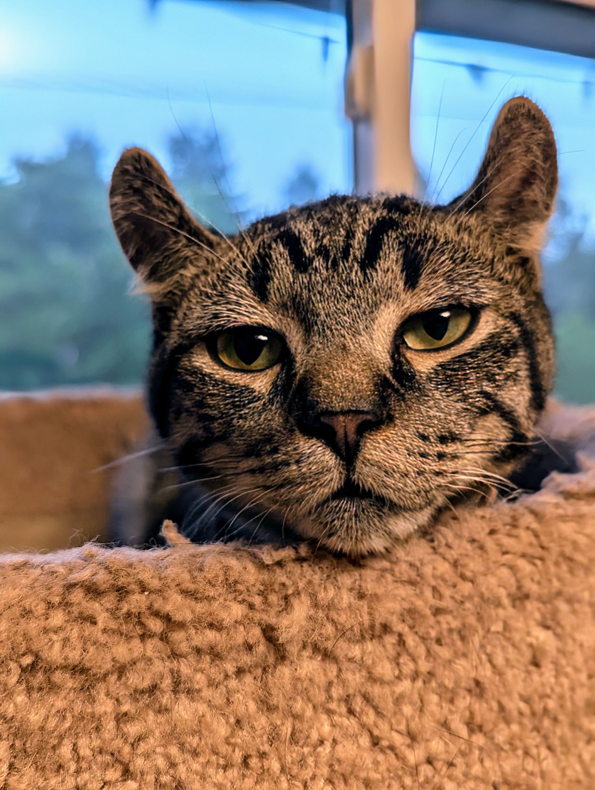 Arthur Animal Rescue | Adoptables
