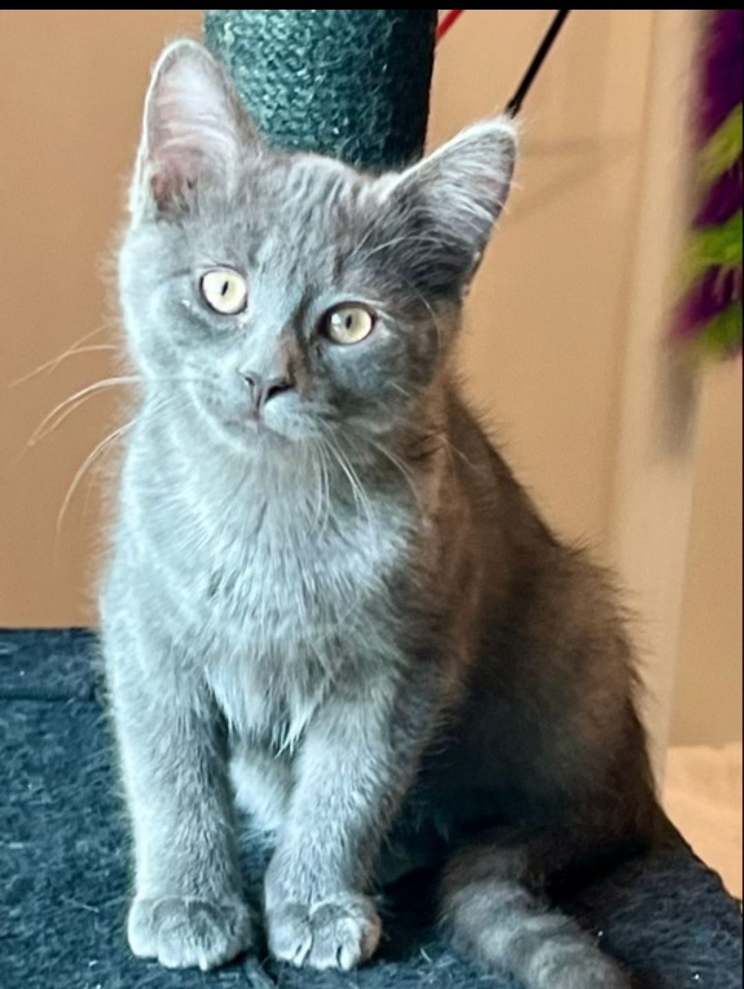 Arthur Animal Rescue | Adoptables