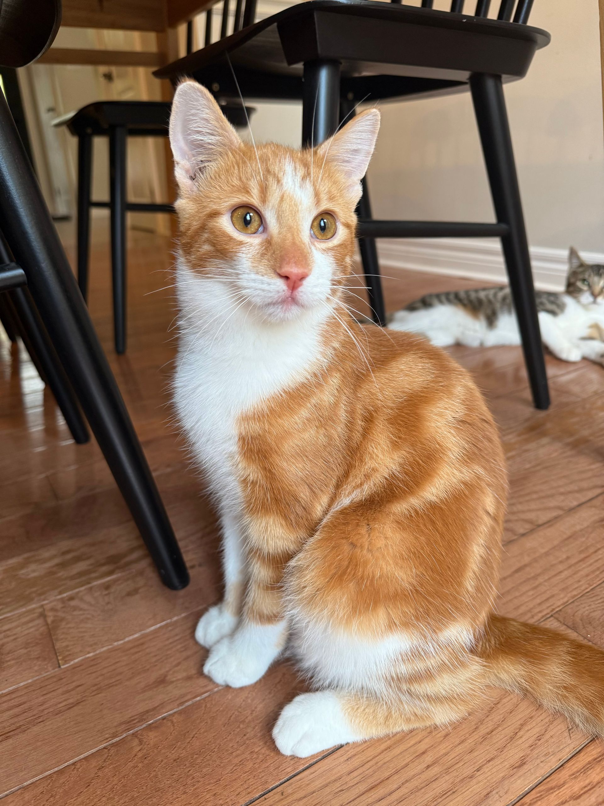 Arthur Animal Rescue | Adoptables
