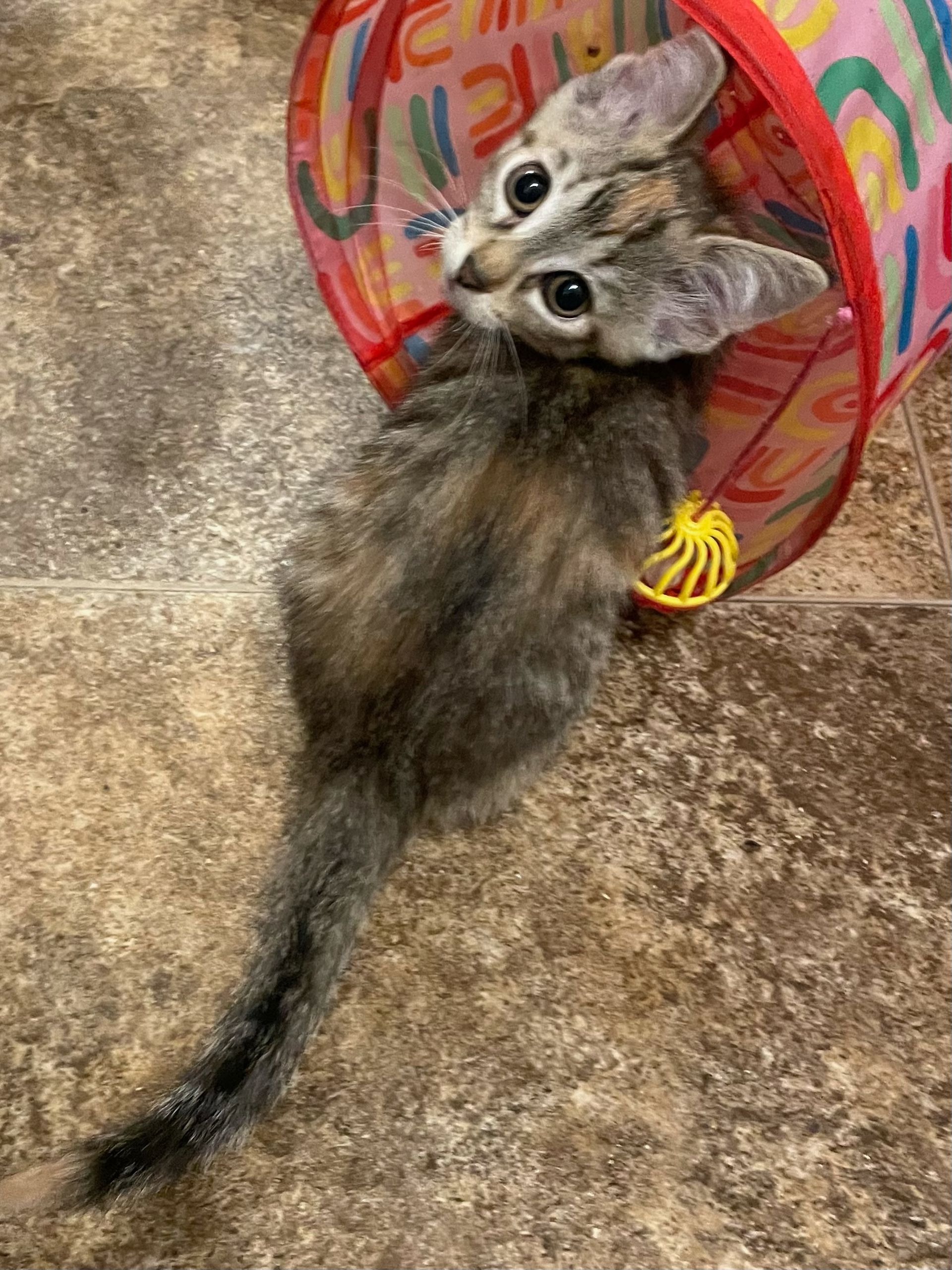 Arthur Animal Rescue | Adoptables