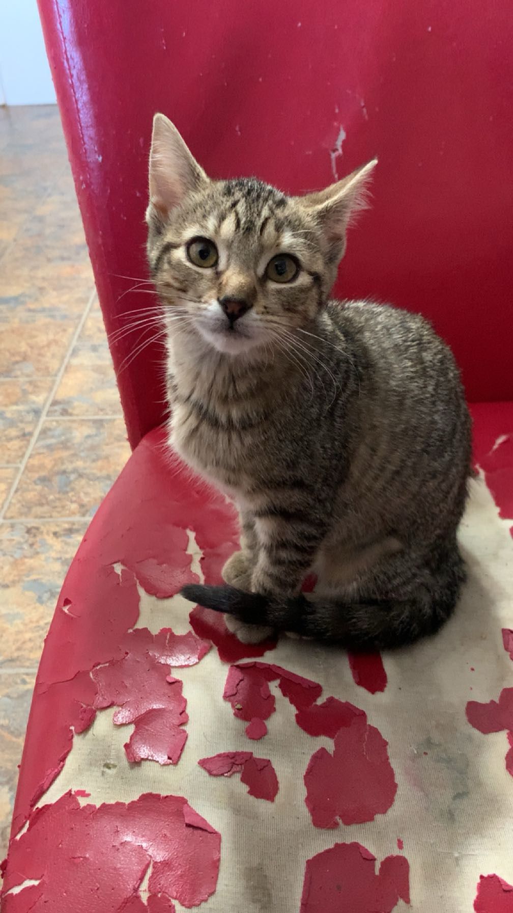 Arthur Animal Rescue | Adoptables