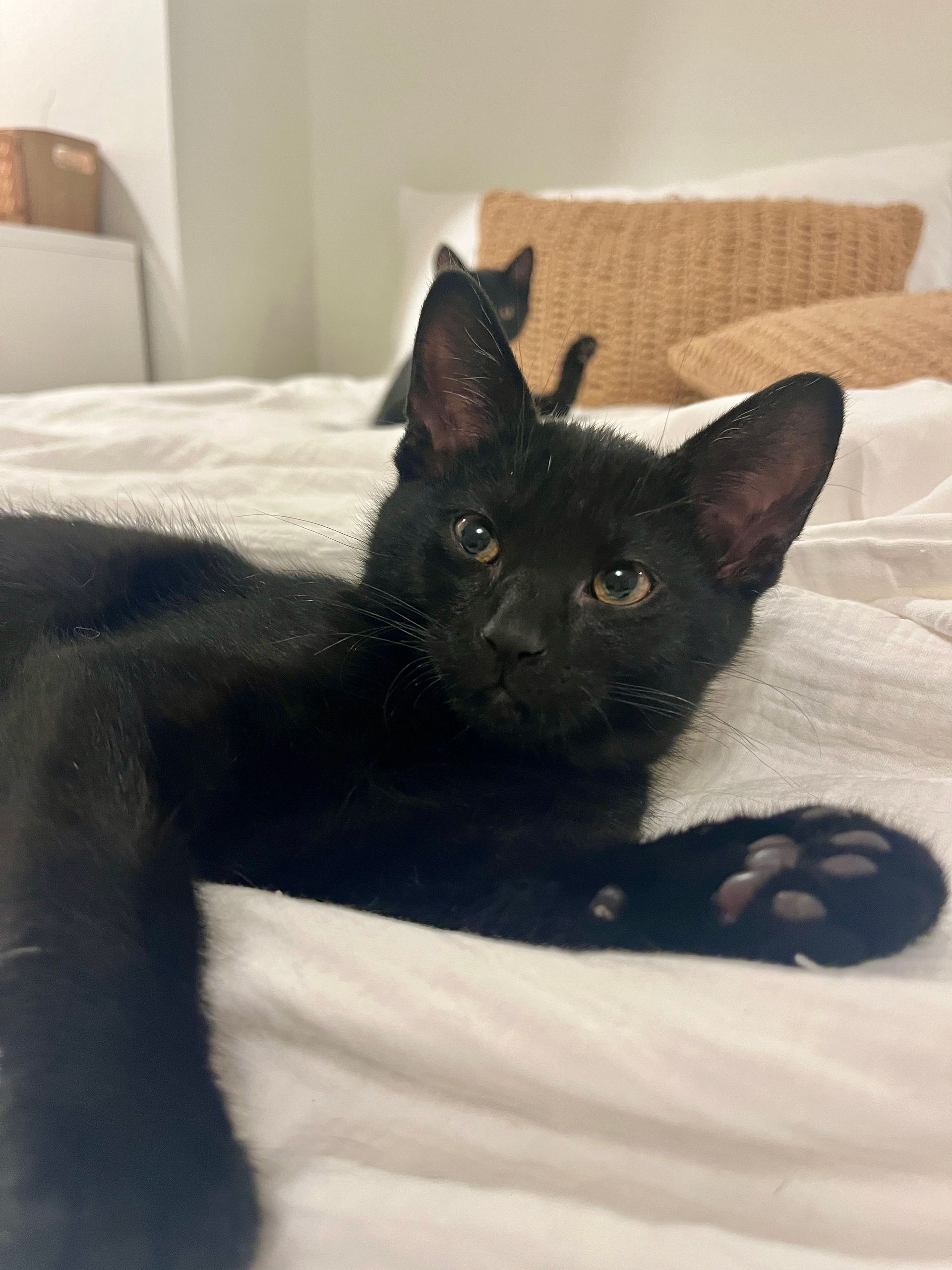 Arthur Animal Rescue | Adoptables