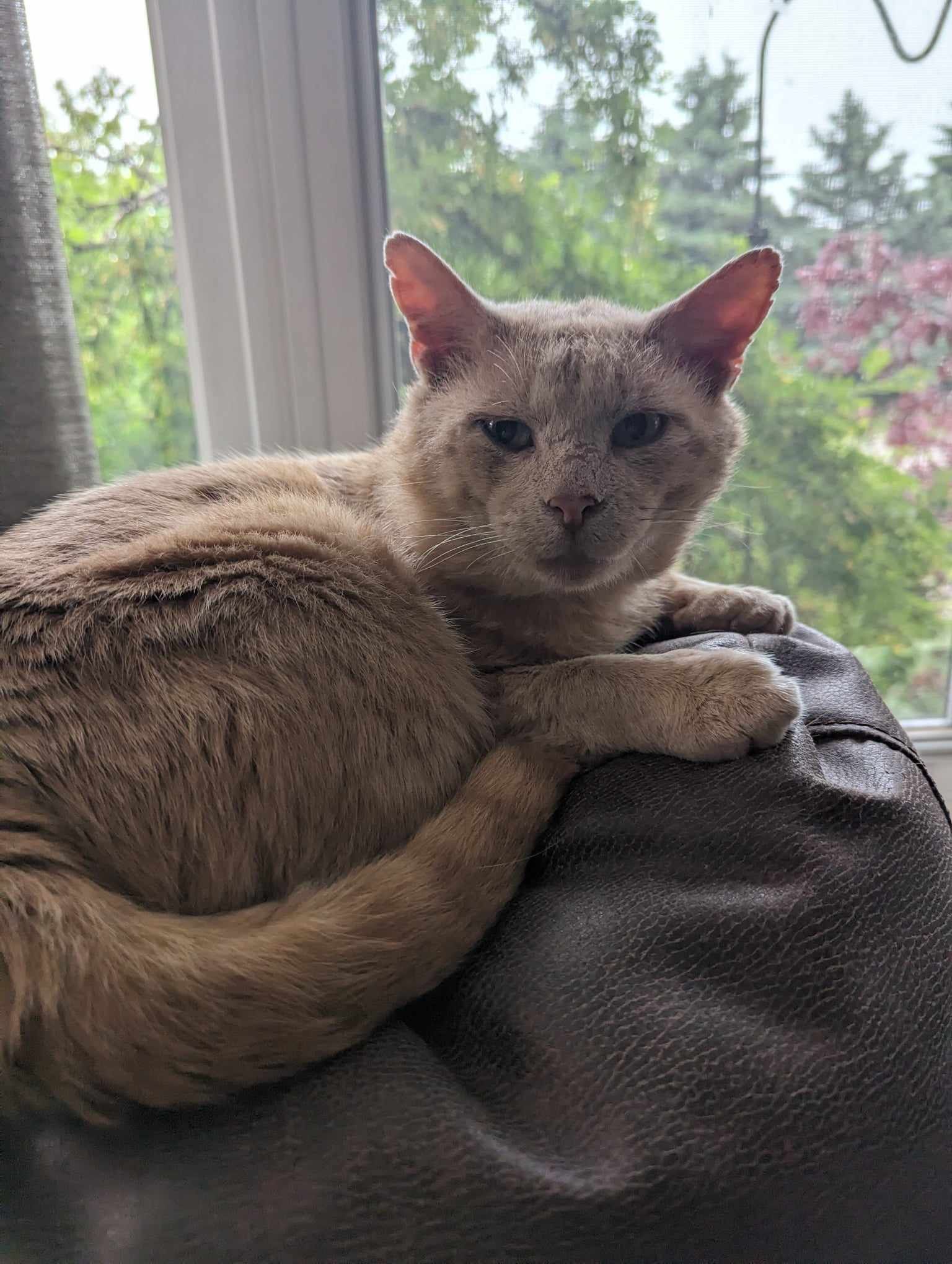 Arthur Animal Rescue | Adoptables