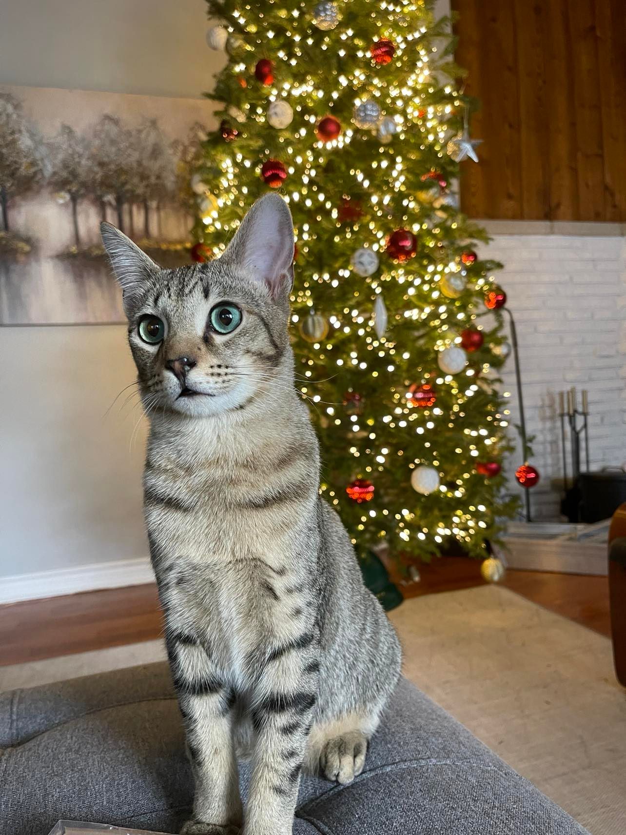 Arthur Animal Rescue | Adoptables