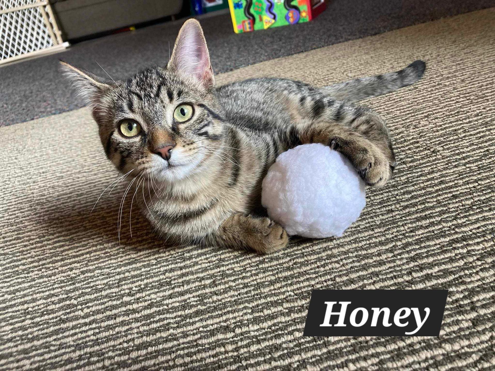 Arthur Animal Rescue | Adoptables