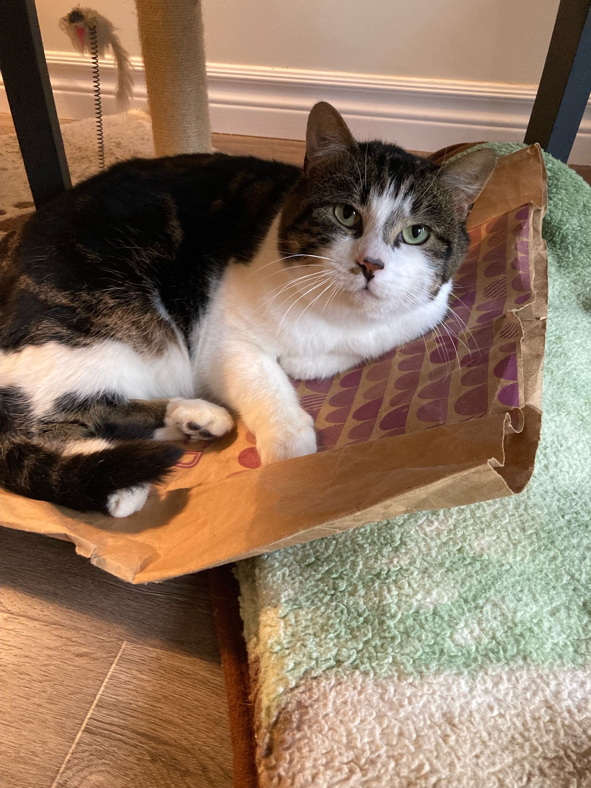 Arthur Animal Rescue | Adoptables