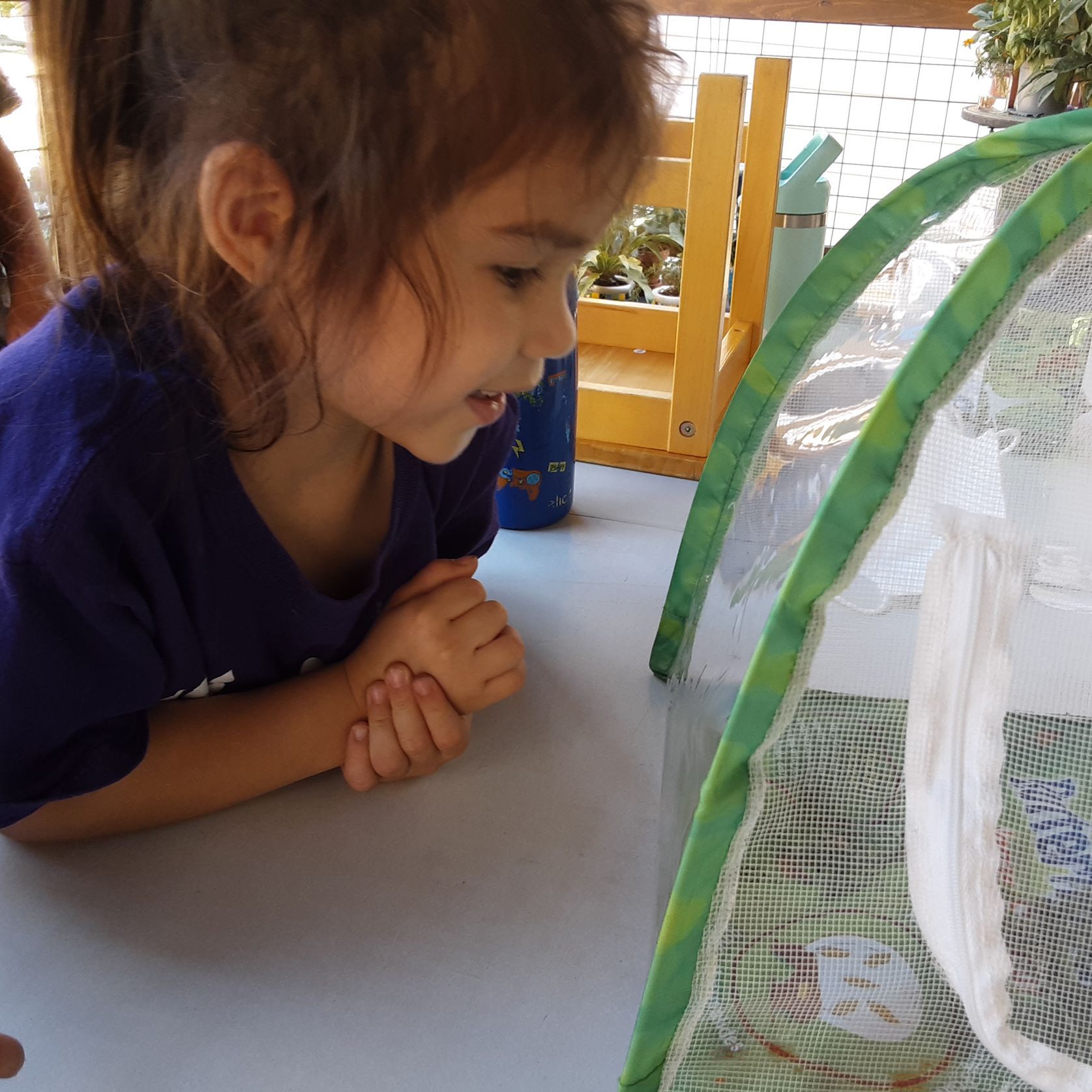 A young child examines a small cage made of netting designed to hold insects.