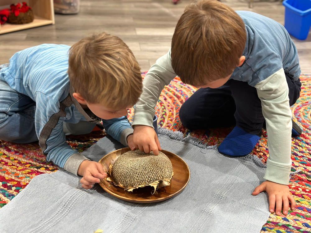 Two children are seated on the floor and examining a dried sunflower that sits in a tray on the floor between them.