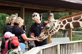 Feeding giraffes at Timbavti Wildlife Park