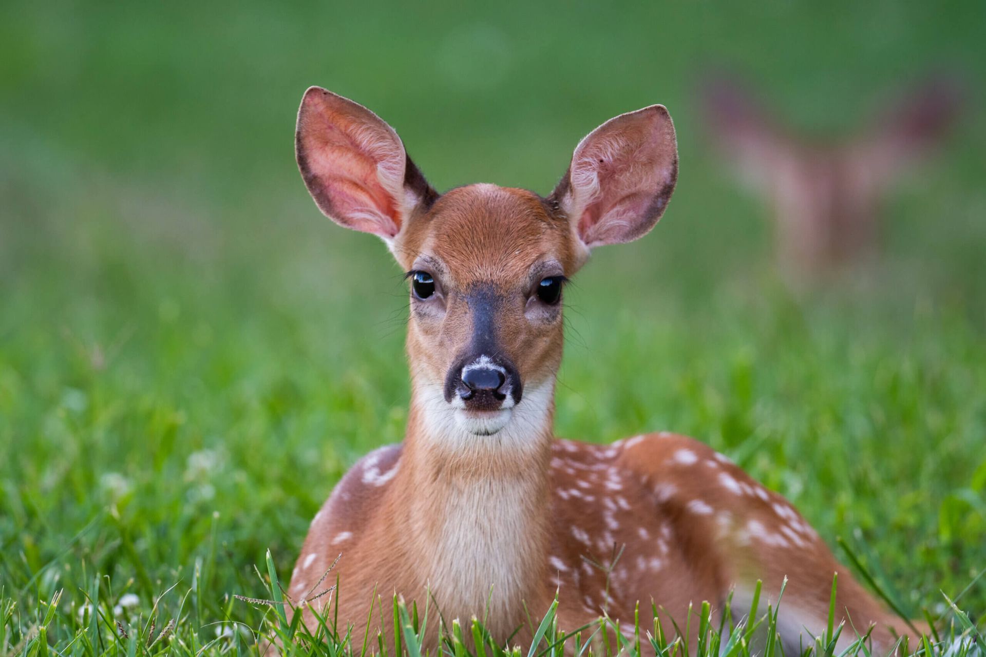 Deer at Wisconsin Deer Park in Wisconsin Dells