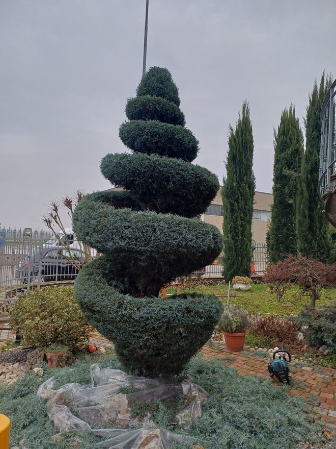 Scultura topiaria a forma di cono a spirale in un giardino paesaggistico con alti cipressi e piante in vaso.
