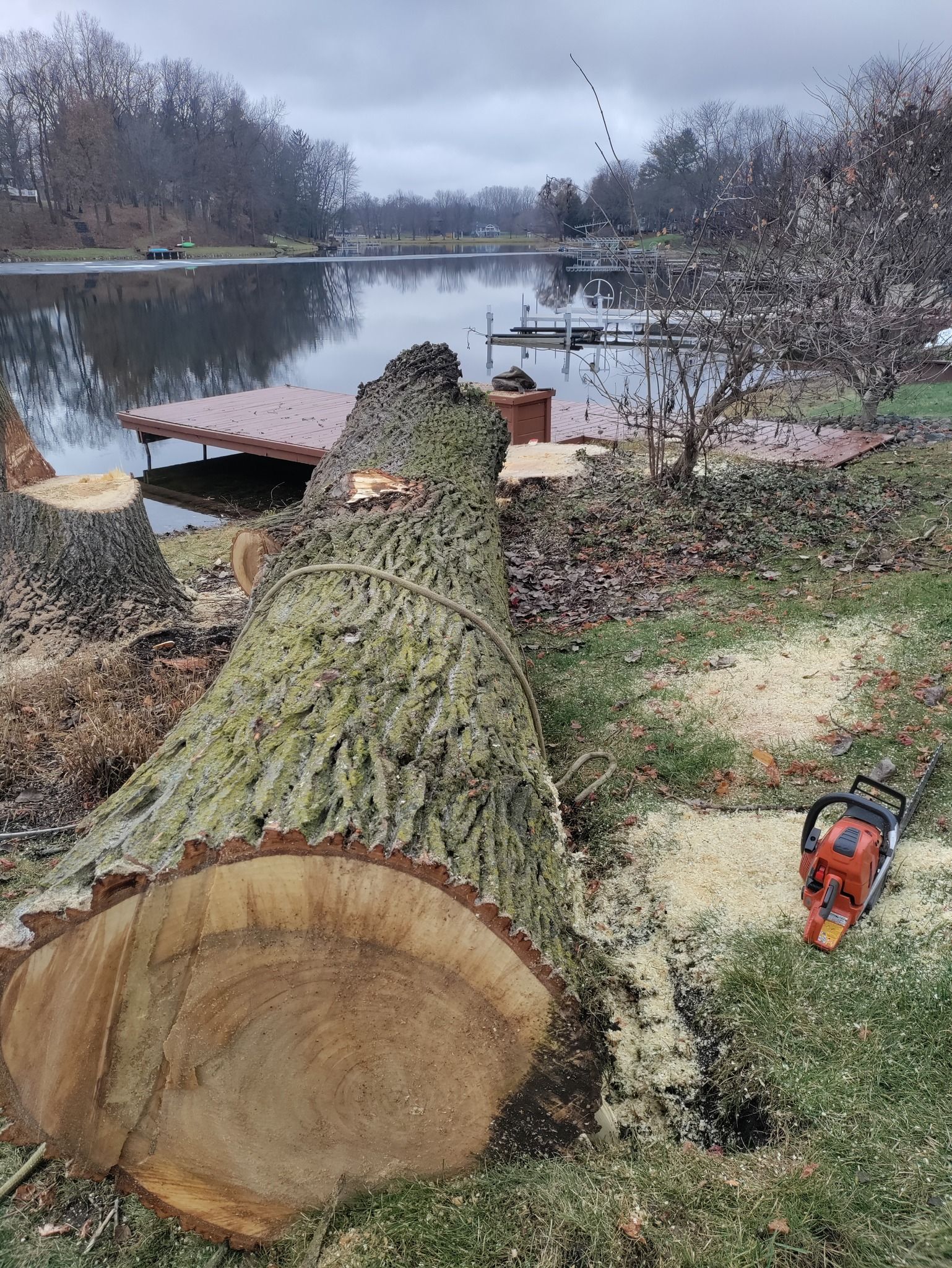 Fallen tree trunk with chainsaw on grass near a lake on a cloudy day.