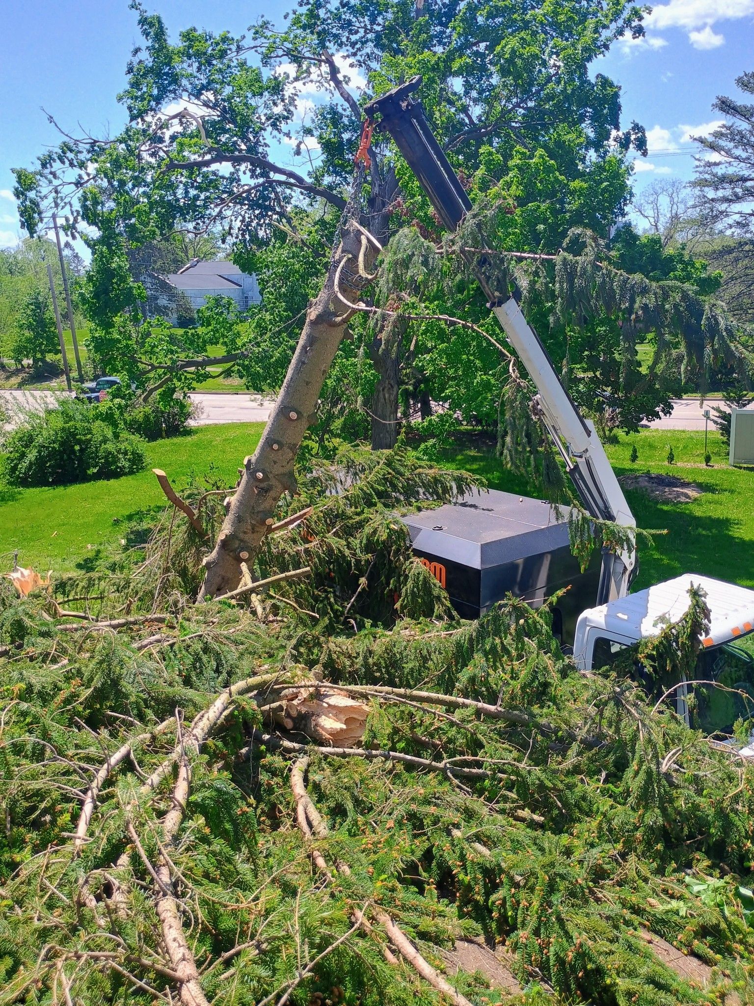 A crane removing a large tree with branches scattered on the grass.