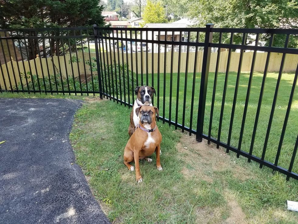 Two dogs sitting on grass by a black metal fence in a yard