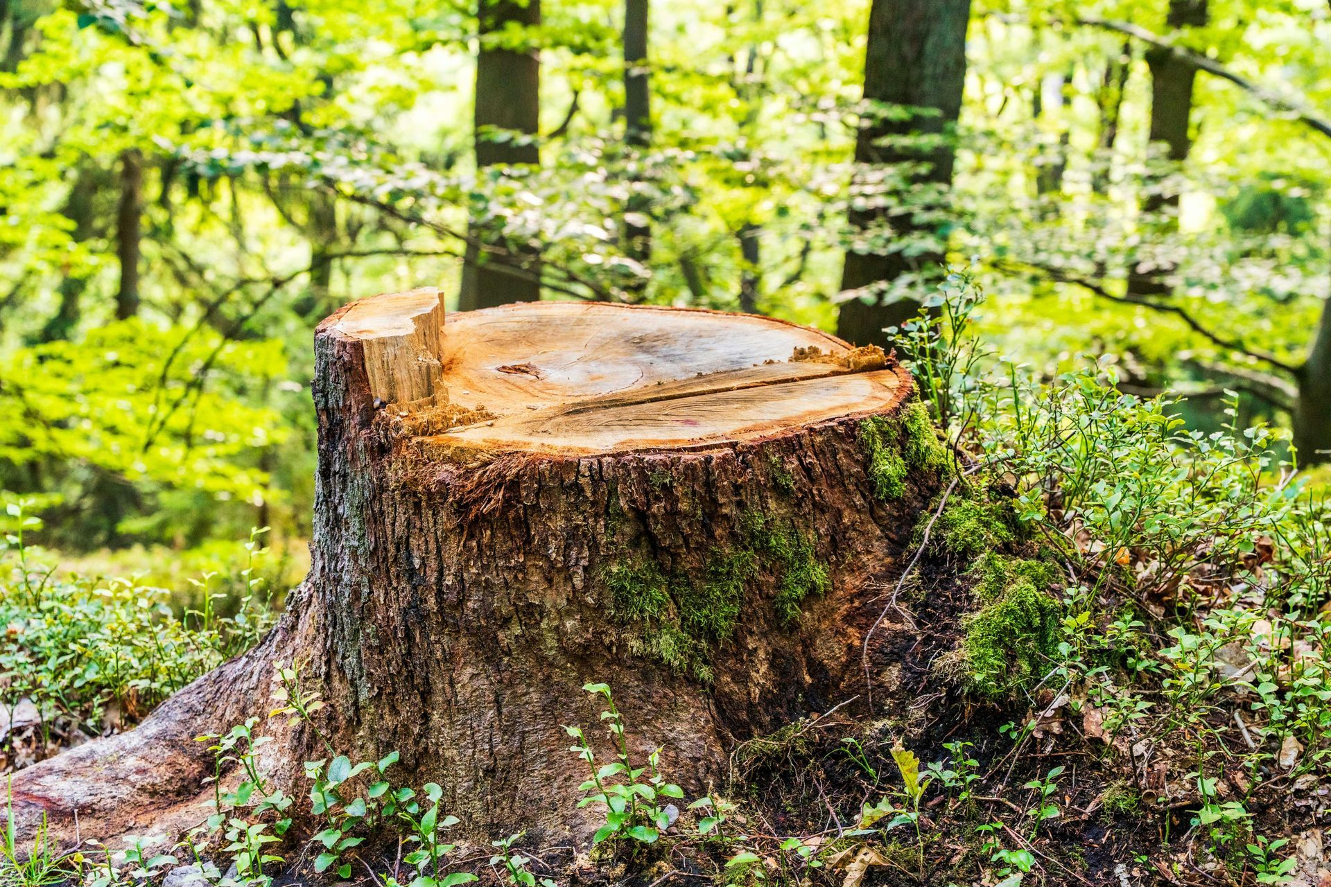 Tree stump in a forest setting, surrounded by green foliage and trees.