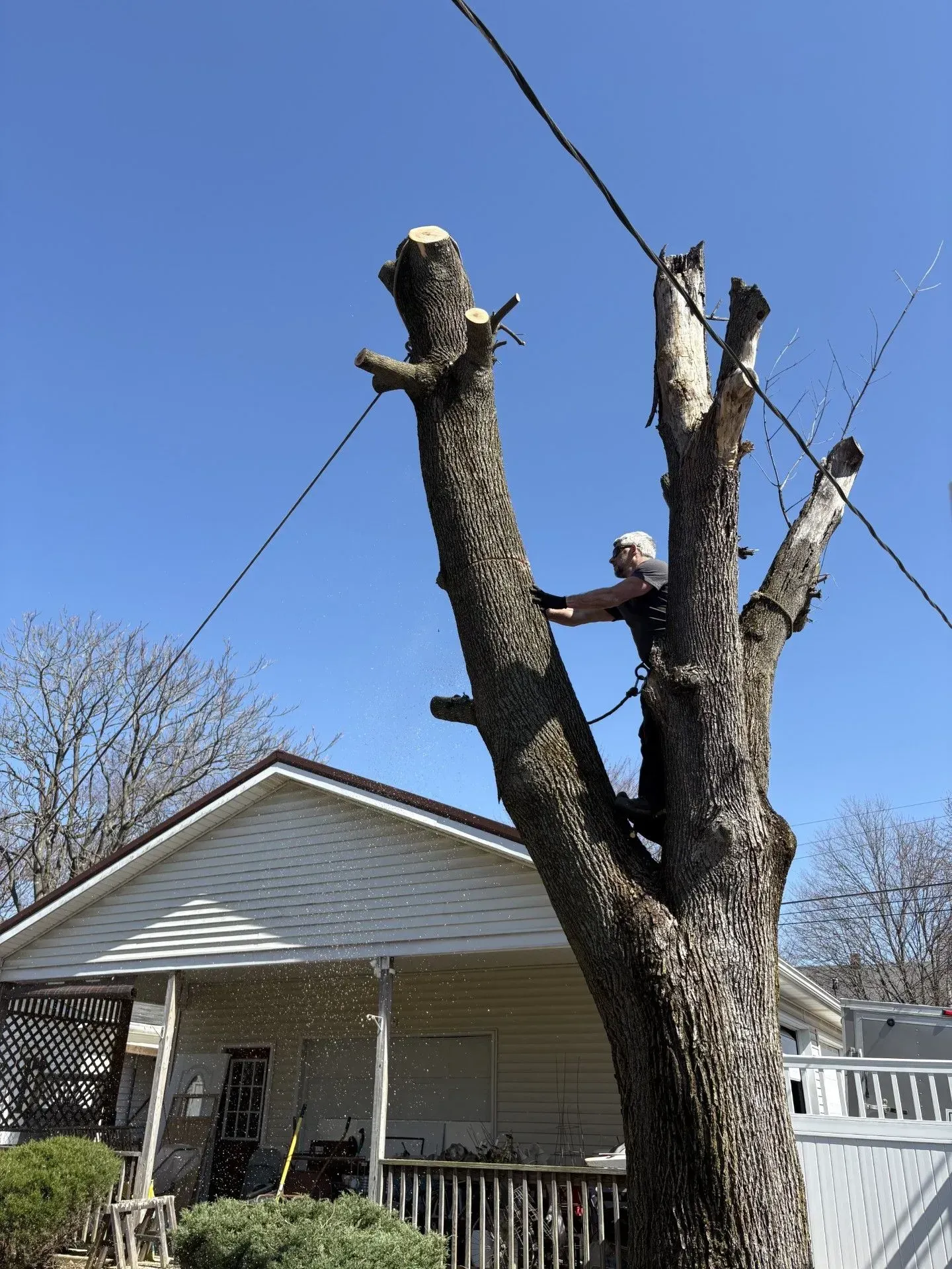 A person in a tree with a chainsaw, cutting branches near power lines.