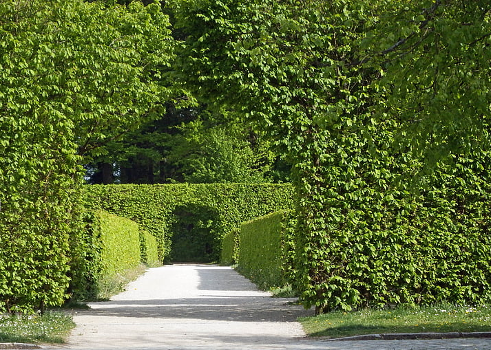 Beautiful trimmed hedges
