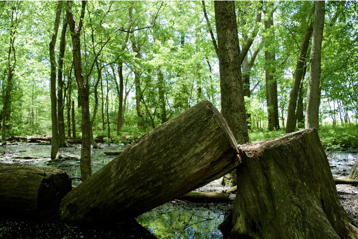 Old cut tree