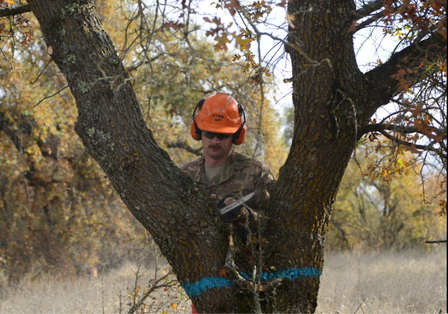 Person in an orange hard hat standing behind a tree in a wooded area, with blue tape around the trunk.