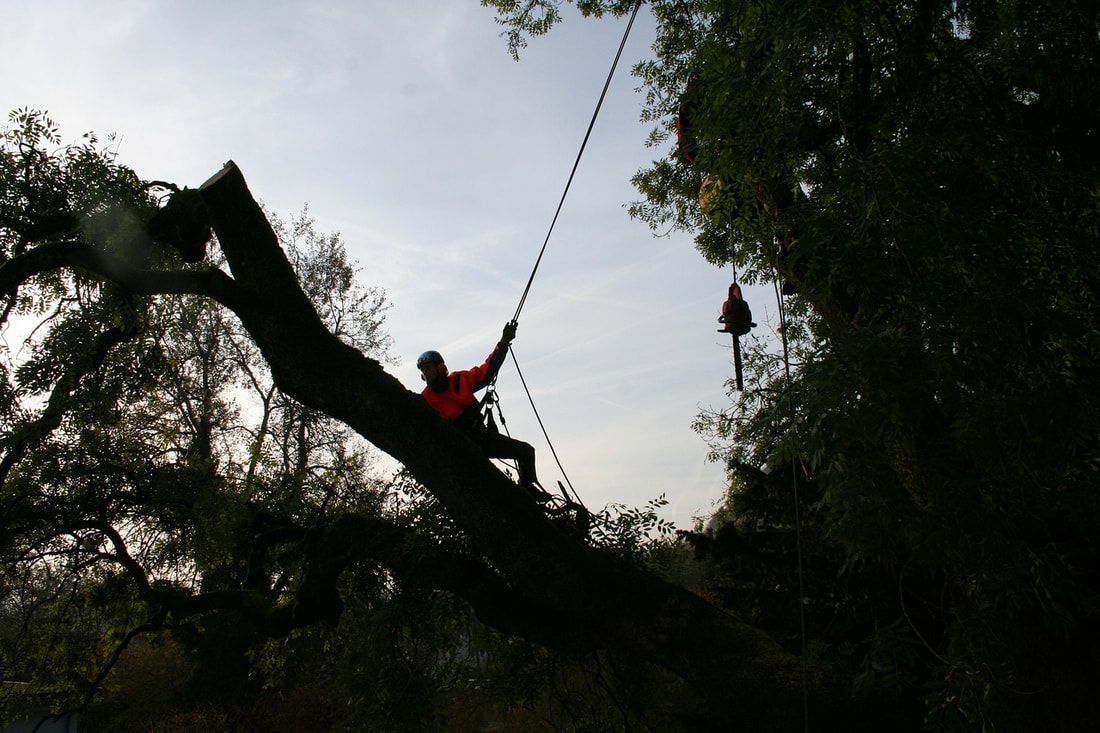 Person in red climbs a rope hanging from a large tree at dusk