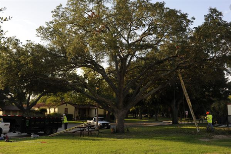 Large tree in a grassy park with houses and a person in a yellow vest near a utility pole