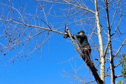 Cutting branch with chainsaw