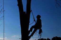 Silhouette of a person rope climbing beside a tree against a blue sky