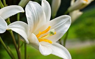 Close-up of white lilies with yellow stamens against a soft green background
