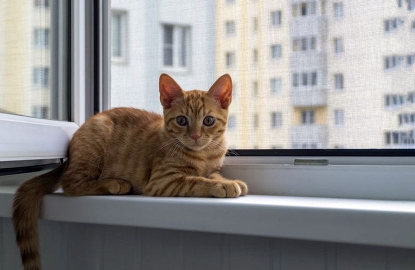 Moustiquaire et chat
